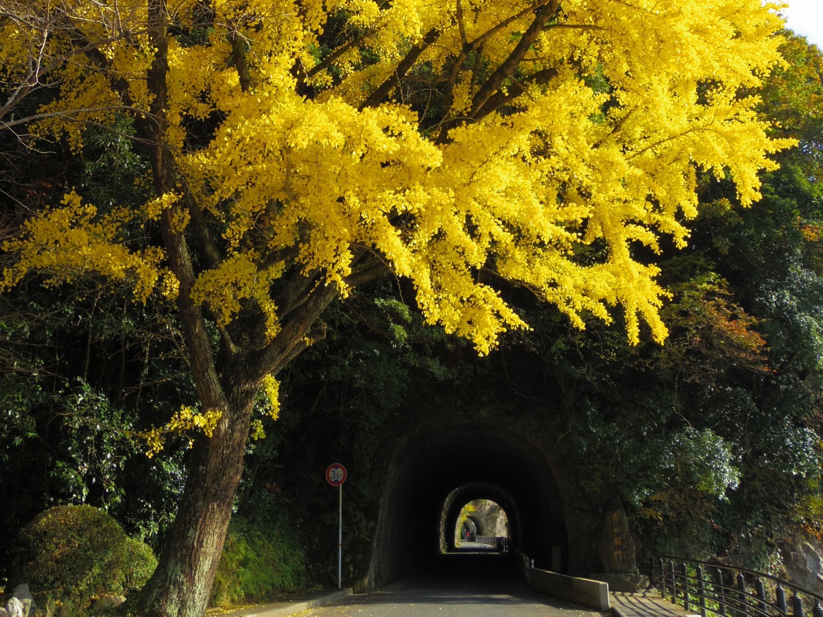 Ao-no-domon Tunnel_1