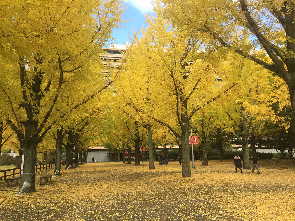 Kumamoto Prefectural Office Promenade_4