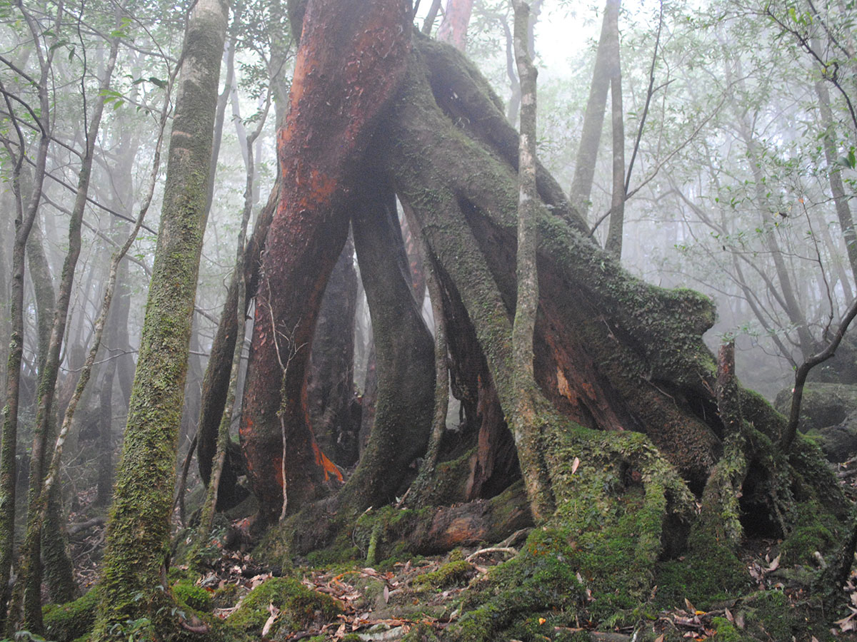 Shiratani Unsuikyo Ravine_3