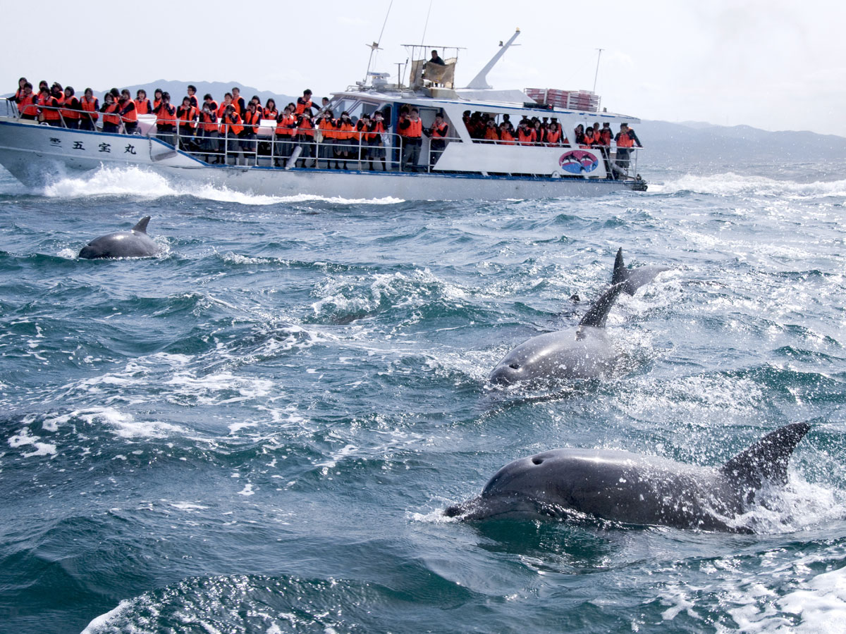 Dolphin watching (sea cruise)_1