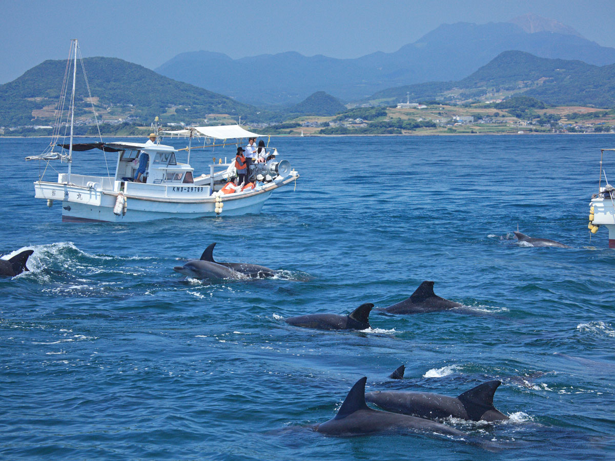 Dolphin watching (sea cruise)_2