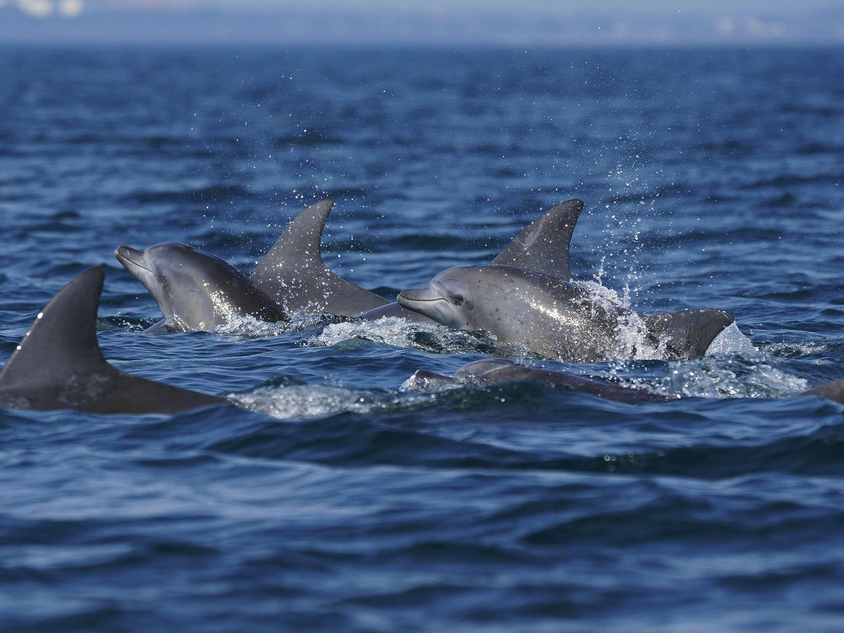 Dolphin watching (sea cruise)_3