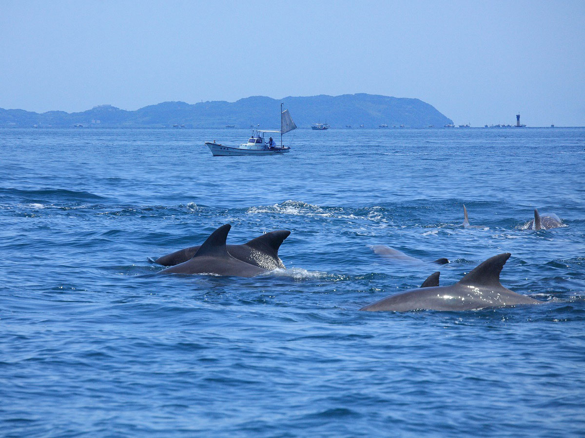 Dolphin watching (sea cruise)_4