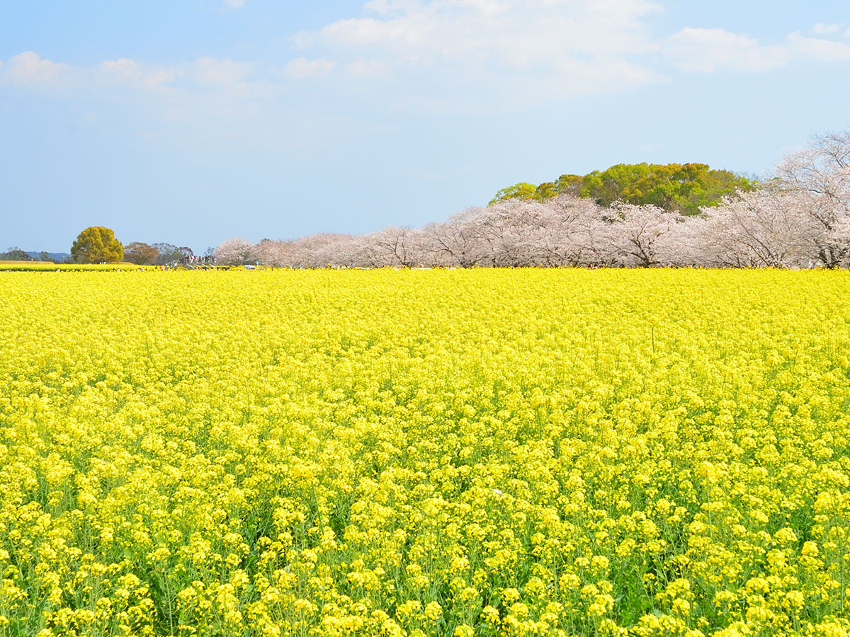 Saitobaru Kofun-gun (Saitobaru Burial Mounds)
