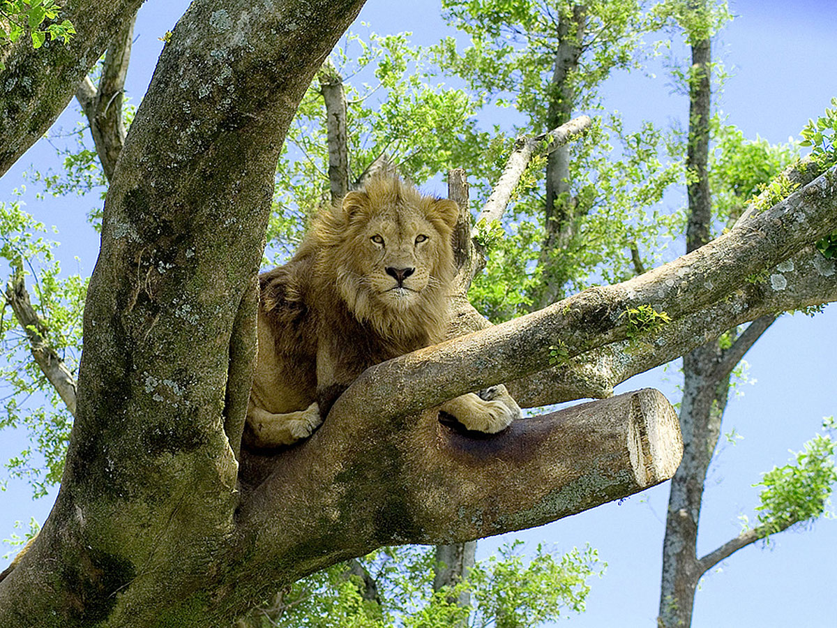 African Safari_2