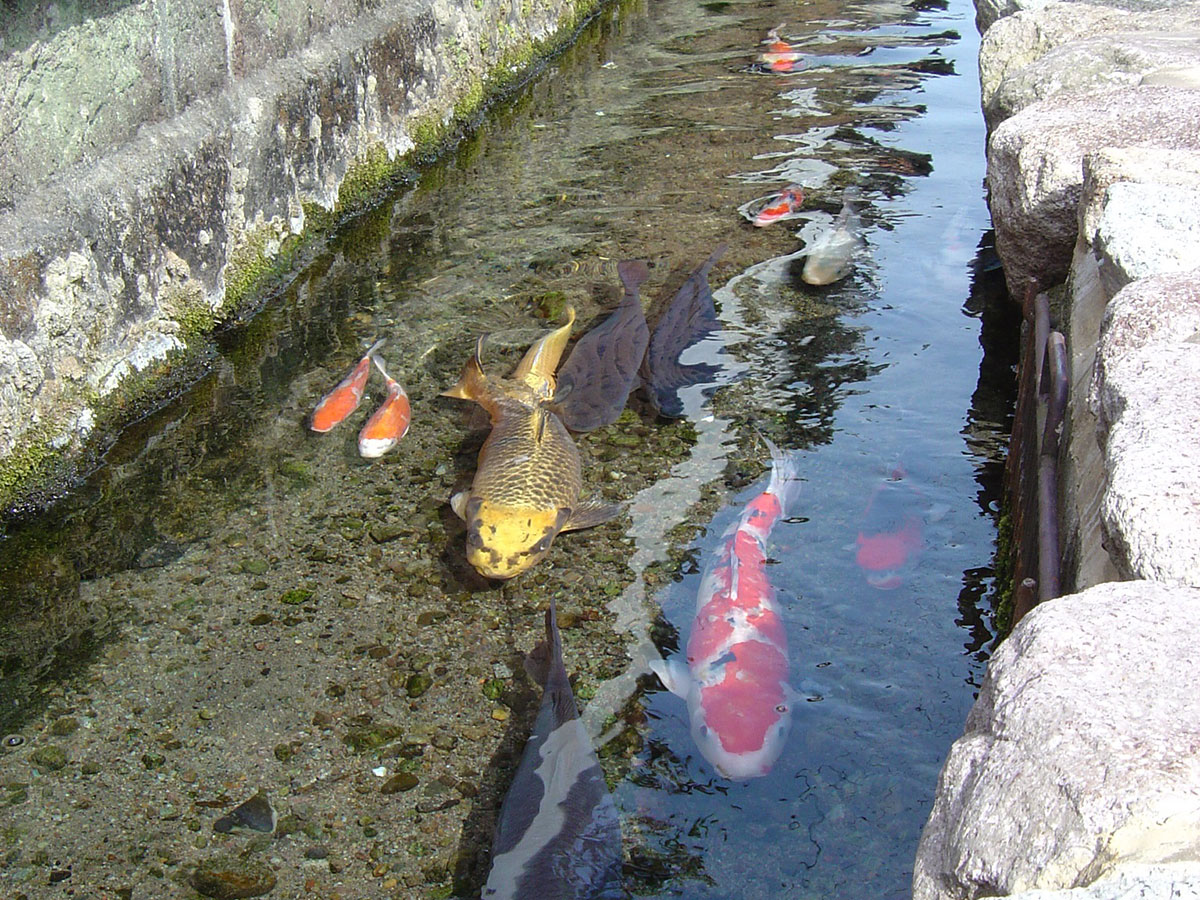 City of Swimming Carp_2